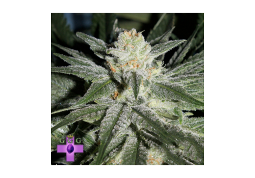 Gage Green Seeds All Blues