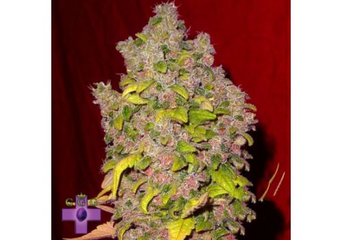 Gage Green Seeds Amethyst