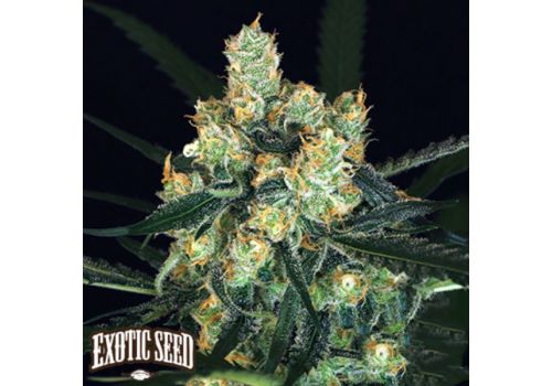 Exotic Seed Amnesia #7