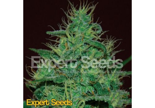 Expert Seeds Amnesia Haze AUTO