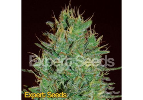 Expert Seeds Amnesia Haze