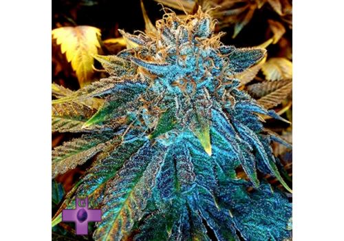 Gage Green Seeds Ascension