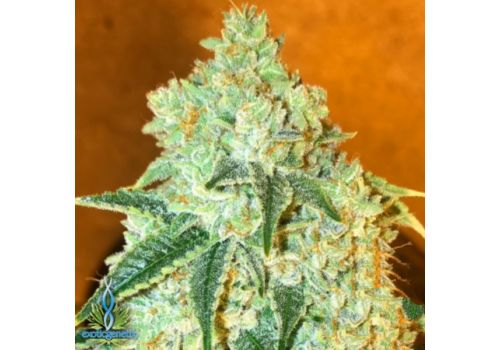 Exotic Genetix Seeds A1 Yola