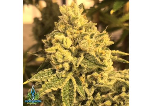 Exotic Genetix Seeds Ceasar