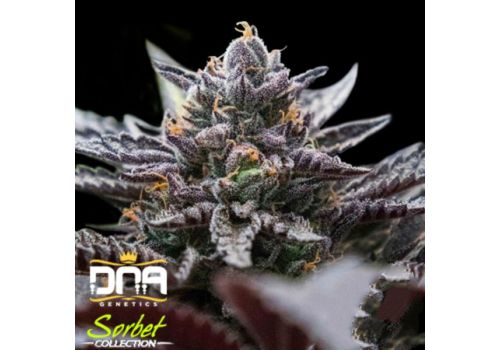 DNA Genetics Sorbet Collection Double Stuffed Sorbet