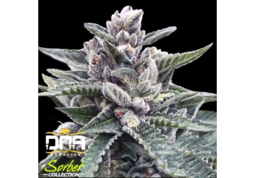 DNA Genetics Sorbet Collection Kosher Sorbet