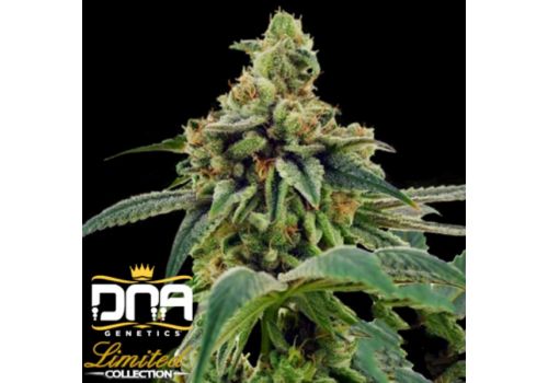 DNA Genetics Seeds Limited Collection Training Day