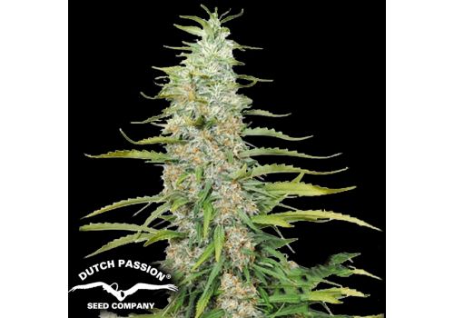 Dutch Passion Seeds C-Vibez