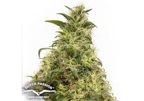 Dutch Passion Seeds THC-Victory