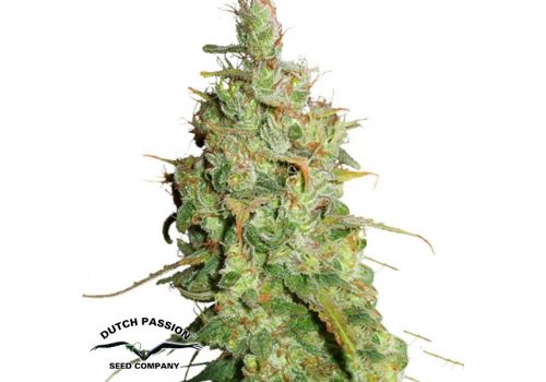 Dutch Passion Seeds AUTO Desfran