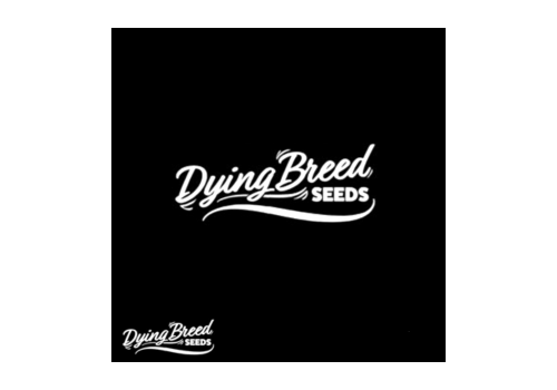 Dying Breed Seeds Helping Hands CBD