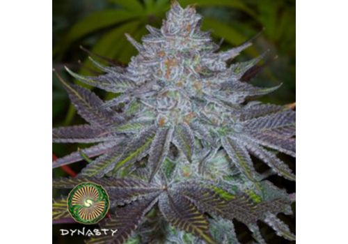 Dynasty Genetics Seeds Blue Magoo Cookies