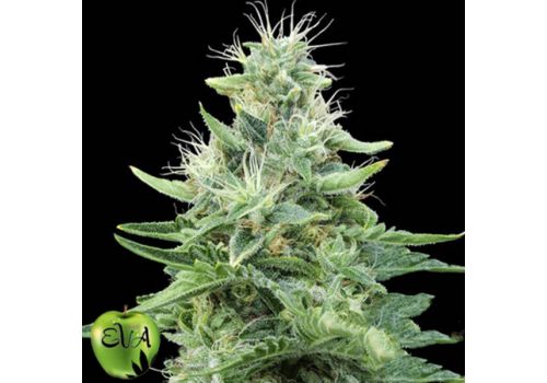 Eva Seeds Gorilla Candy