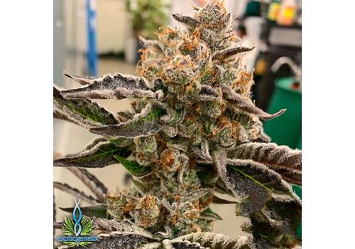 Exotic Genetix Seeds Bad Betty