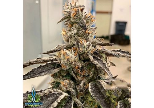 Exotic Genetix Seeds Berry Bubba