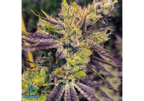 Exotic Genetix Seeds Guicy G