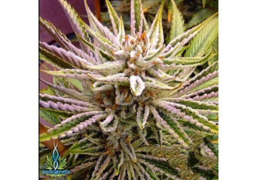 Exotic Genetix Seeds Pizookies