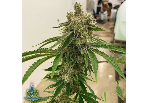 Exotic Genetix Seeds Lemon Drip