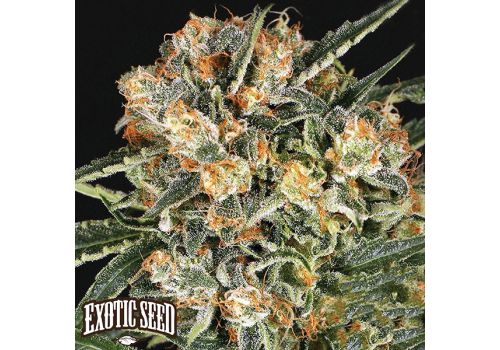 Exotic Seed Hippie Therapy CBD