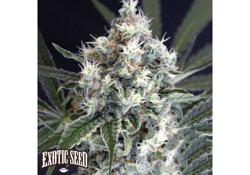 Exotic Seed Medxotic Pure CBD