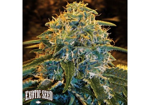 Exotic Seed Z&Z