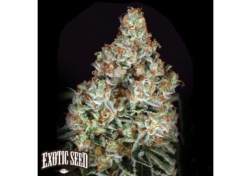 Exotic Seed Zkittalicious