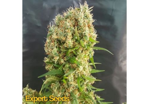 Expert Seeds Chemdog Gorilla