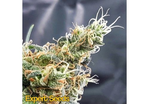 Expert Seeds Glueberry