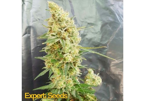 Expert Seeds Gorilla Banana