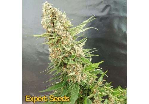 Expert Seeds Critical Gorilla