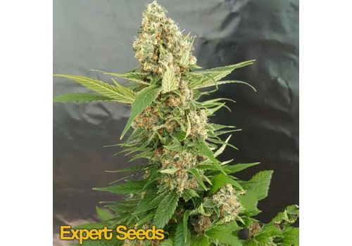 Expert Seeds Gorilla Ice Cream