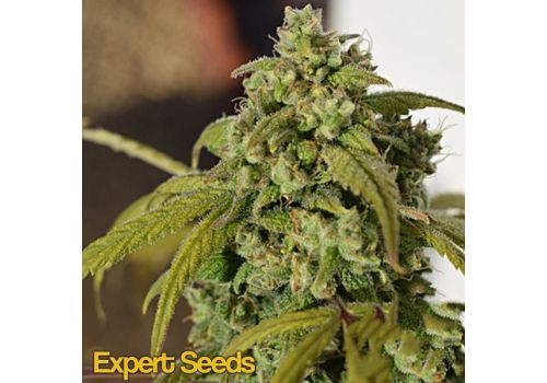 Expert Seeds Gorilla SFV OG