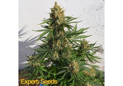 Expert Seeds Lemon Haze AUTO