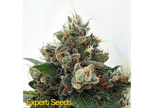 Expert Seeds New York Diesel AUTO