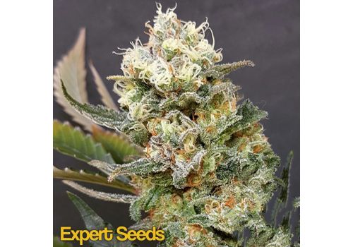 Expert Seeds Zkittlez Glue