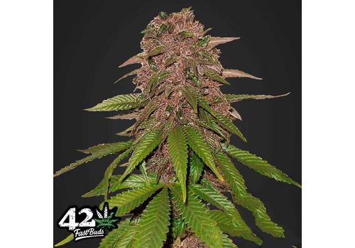 FastBuds Seeds C4-matic AUTO