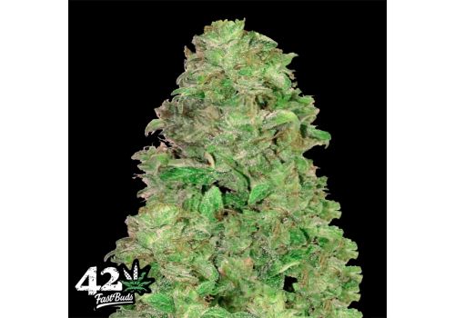 FastBuds Seeds CBD Auto 20:1