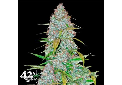 FastBuds Seeds California Snow AUTO