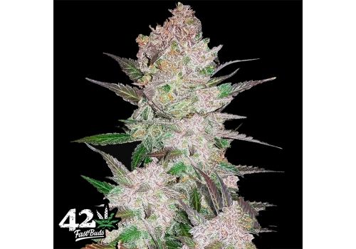 FastBuds Seeds Cream Cookies AUTO