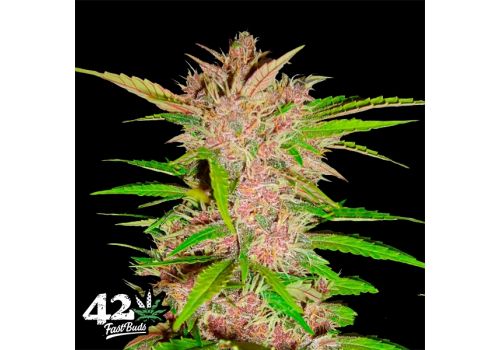 FastBuds Seeds Fastberry AUTO