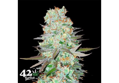 FastBuds Seeds G14 AUTO