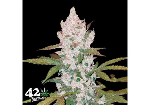 FastBuds Seeds Girl Scout Cookies AUTO