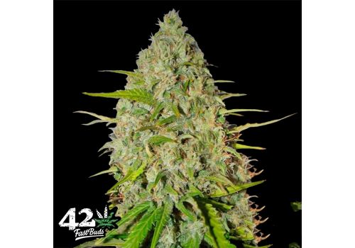 FastBuds Seeds Grapefruit AUTO