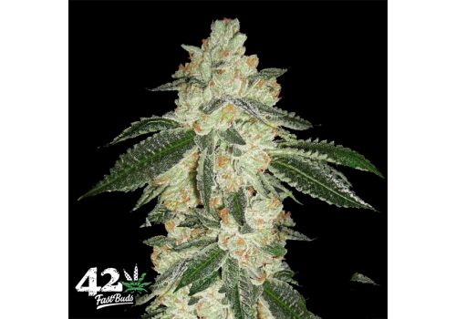 FastBuds Seeds Green Crack AUTO