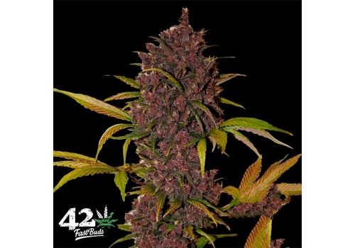 FastBuds Seeds LSD-25 AUTO