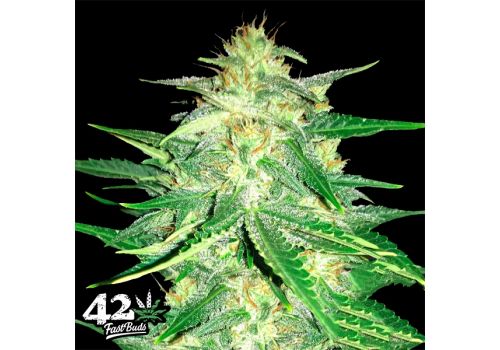FastBuds Seeds Lemon AK AUTO