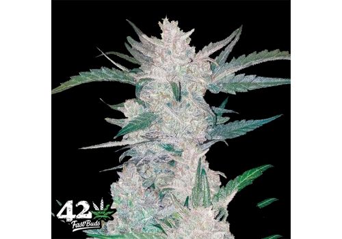 FastBuds Seeds Mexican Airlines AUTO