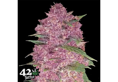 FastBuds Seeds Purple Lemonade