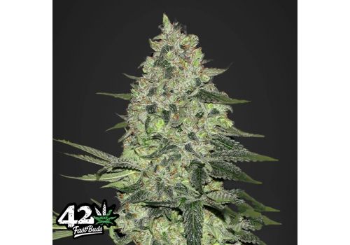 FastBuds Seeds Rhino Ryder AUTO