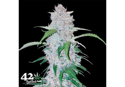 FastBuds Seeds Six Shooters AUTO
